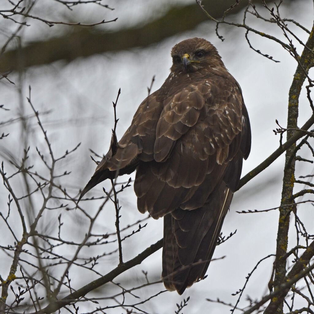 Buse variableadulte, identification