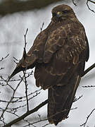 Common Buzzard