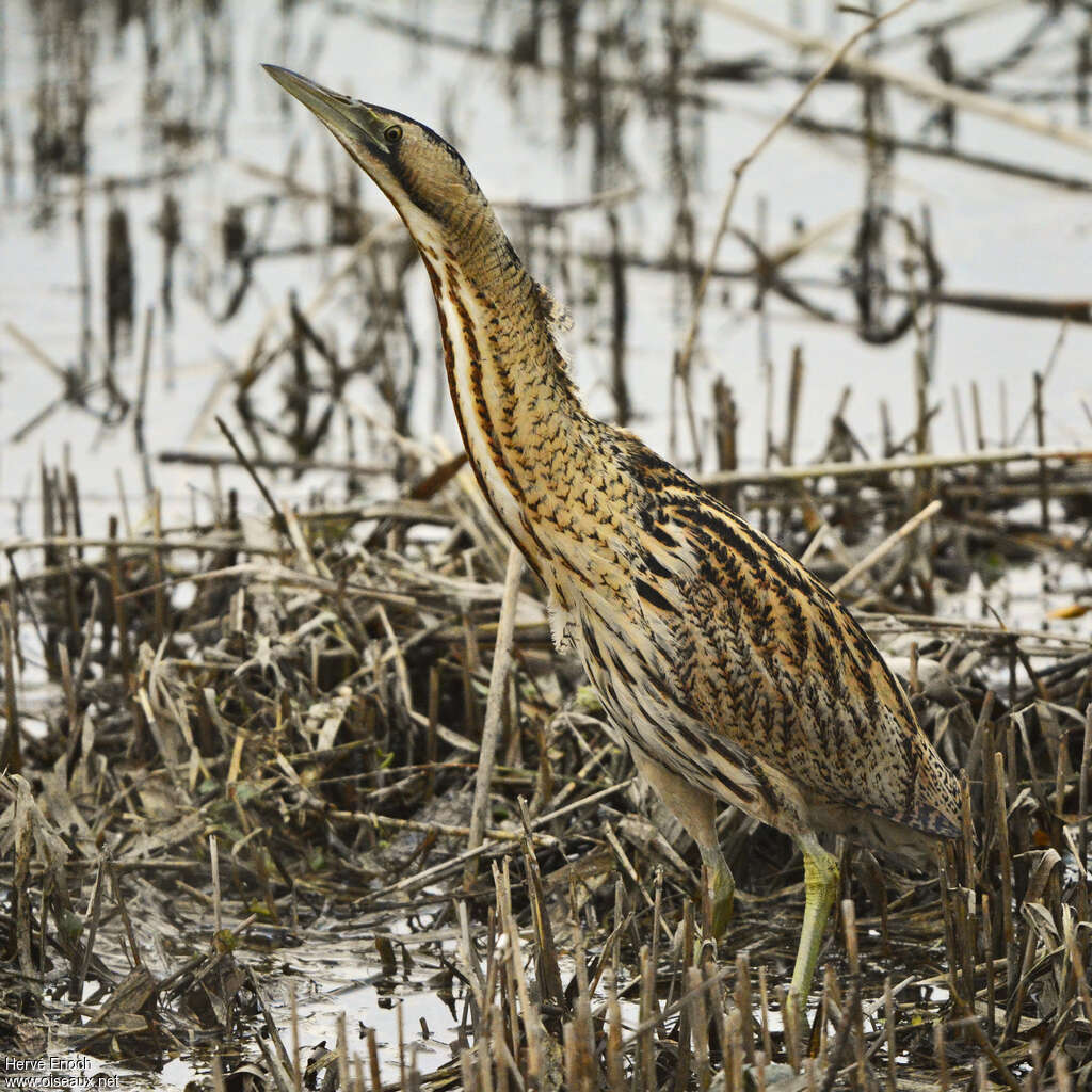 Butor étoiléadulte, identification