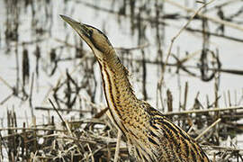 Eurasian Bittern