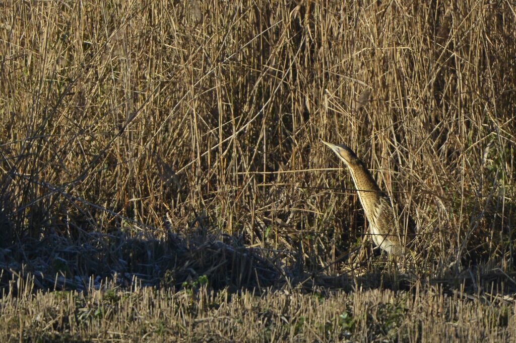 Eurasian Bitternadult, habitat