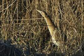 Eurasian Bittern