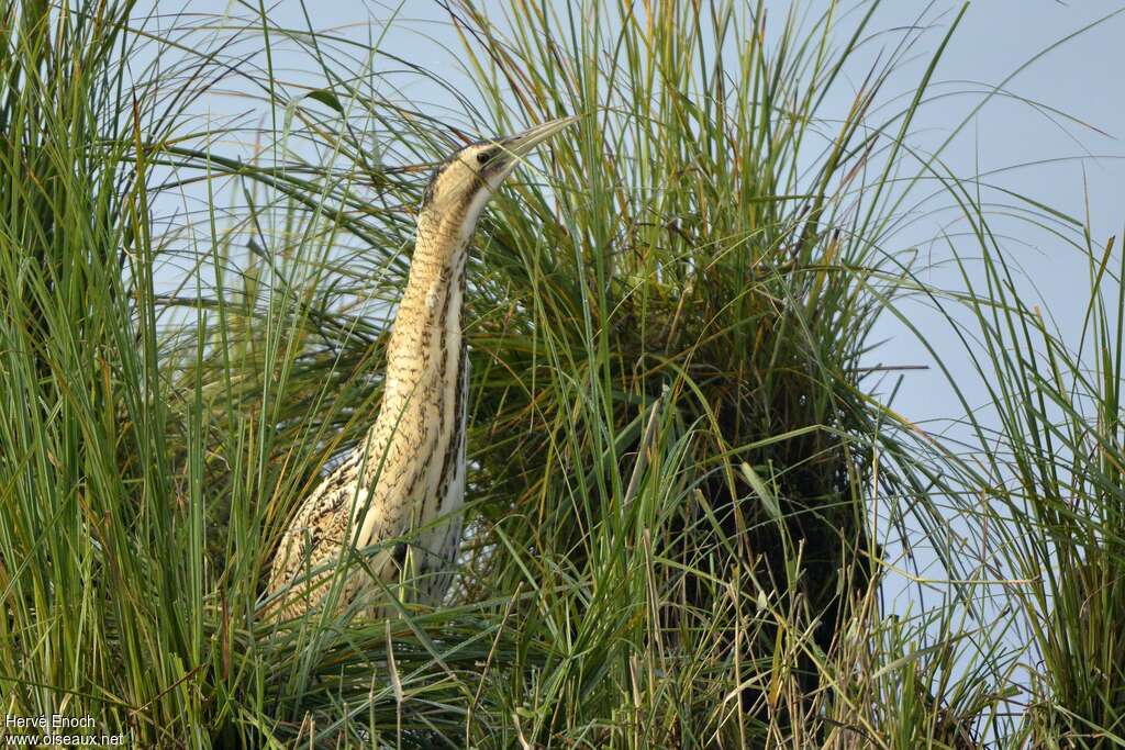 Eurasian Bittern, habitat