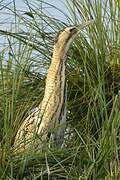 Eurasian Bittern