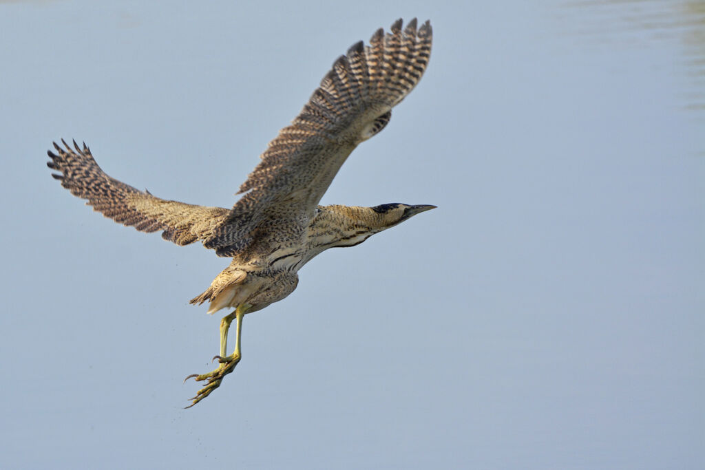 Eurasian Bittern, Flight