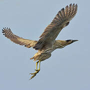 Eurasian Bittern