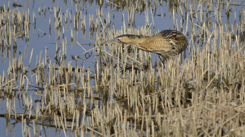 Eurasian Bittern, identification