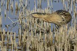 Eurasian Bittern