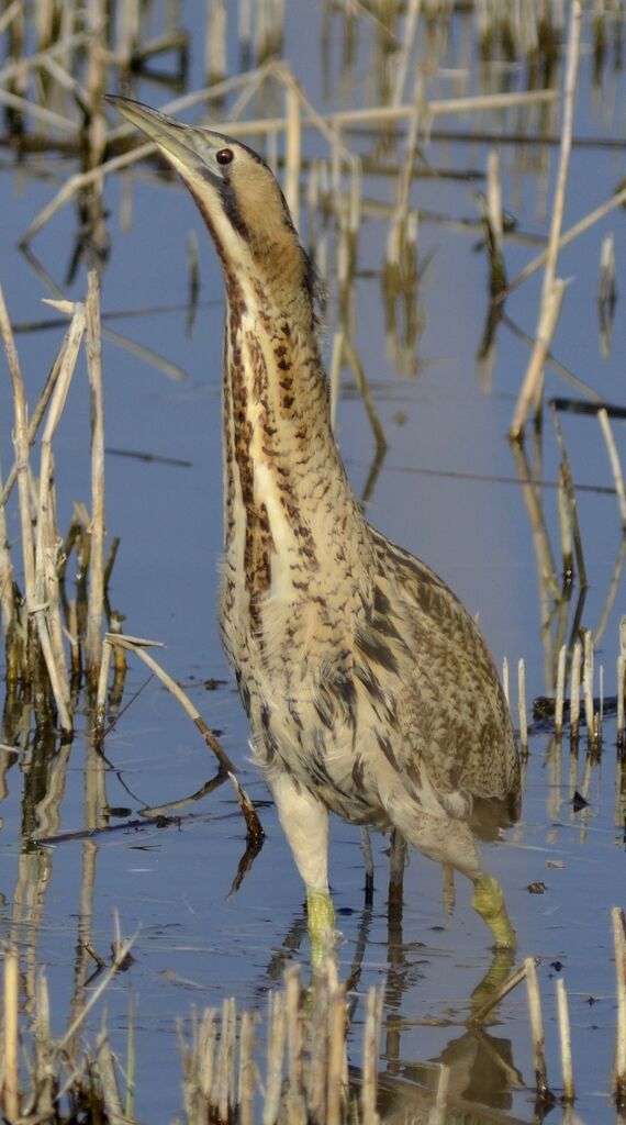 Eurasian Bittern, identification, Behaviour