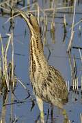 Eurasian Bittern