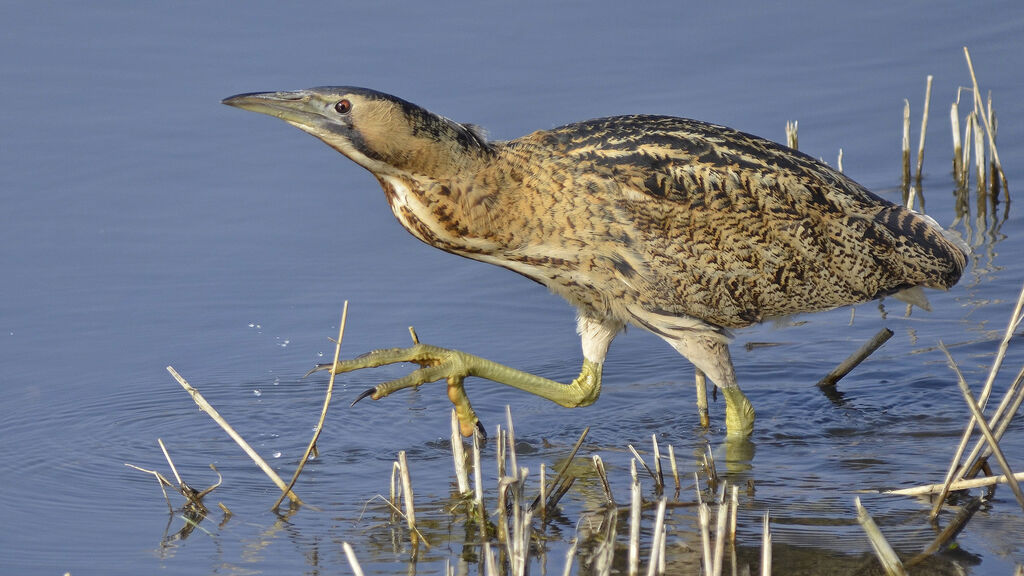 Eurasian Bittern, identification