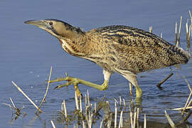 Eurasian Bittern