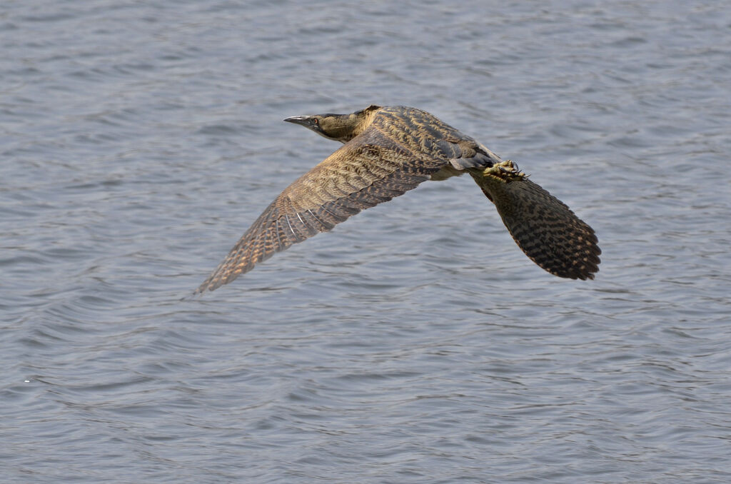 Eurasian Bittern, Flight