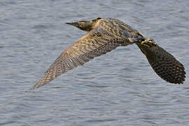 Eurasian Bittern