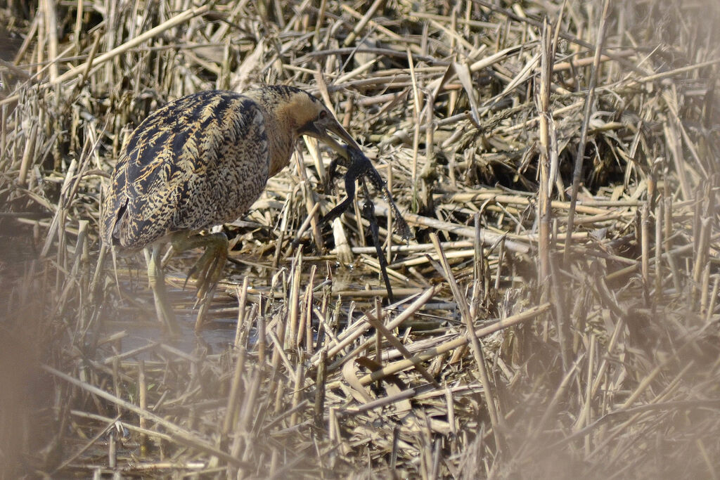 Eurasian Bittern, feeding habits