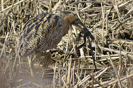 Eurasian Bittern