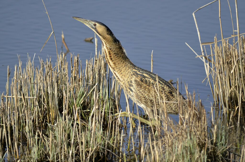 Eurasian Bittern, identification