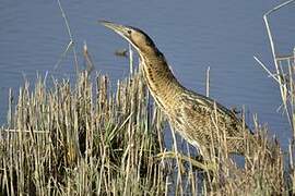 Eurasian Bittern