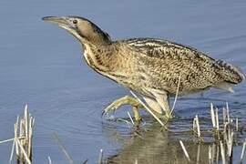 Eurasian Bittern