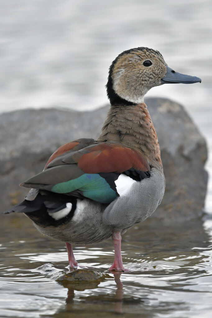 Canard à collier noiradulte, identification