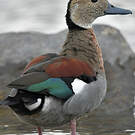 Canard à collier noir