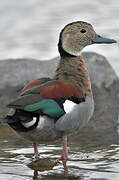 Ringed Teal