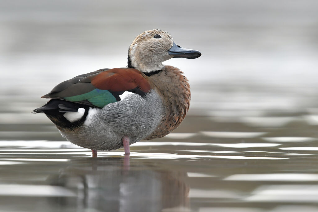 Canard à collier noiradulte, identification