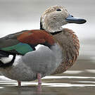 Canard à collier noir