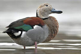 Ringed Teal