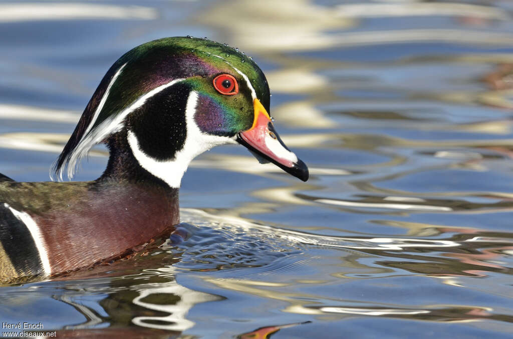 Canard carolinadulte, portrait