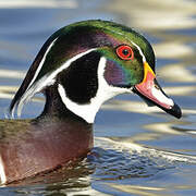 Wood Duck