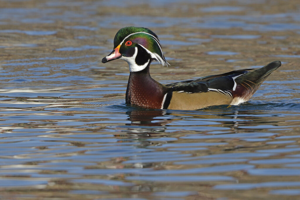 Wood Duckadult, identification