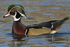 Canard carolin