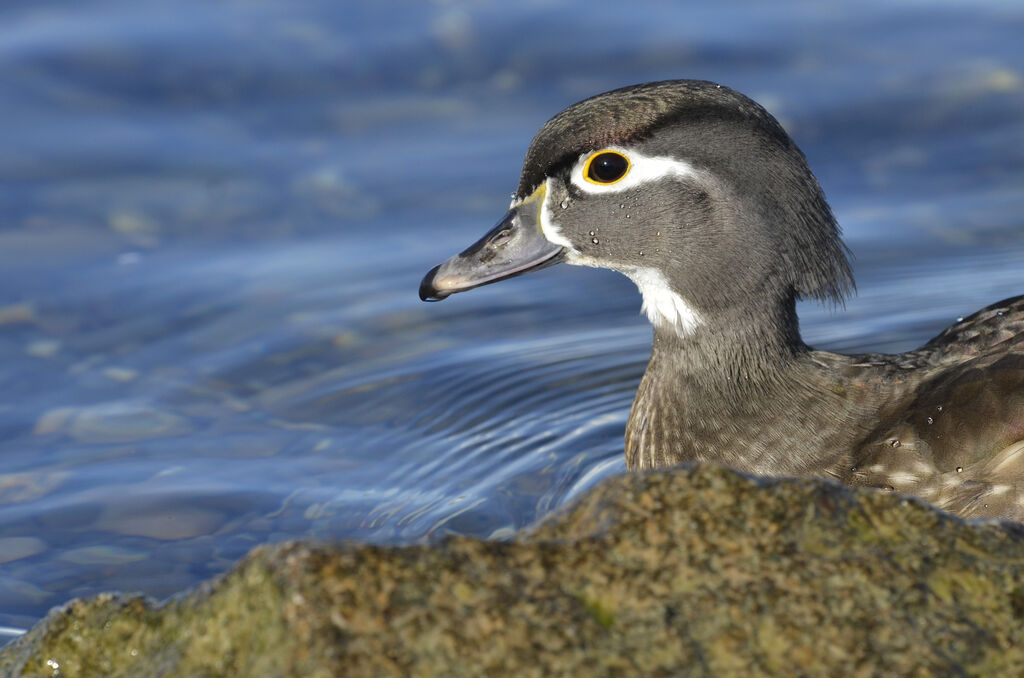 Wood Duckadult