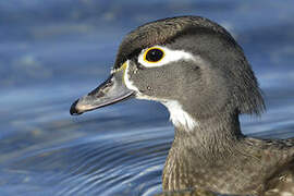 Canard carolin