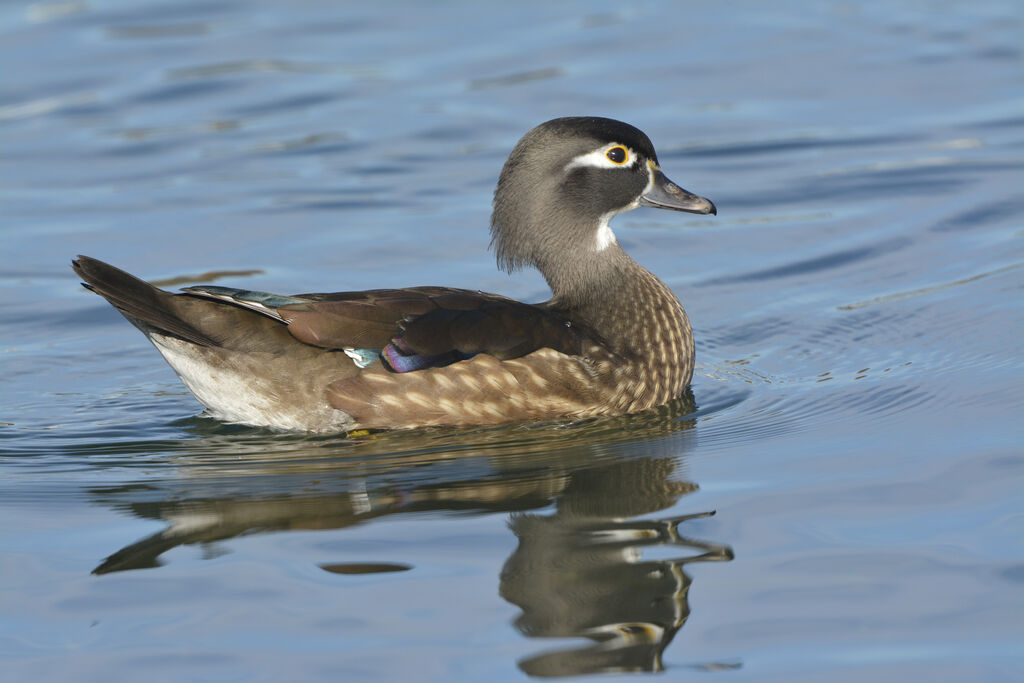 Canard carolinadulte, identification