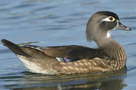 Wood Duck