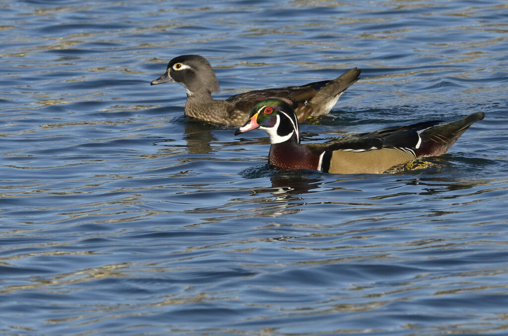 Canard carolin adulte