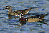 Canard carolin