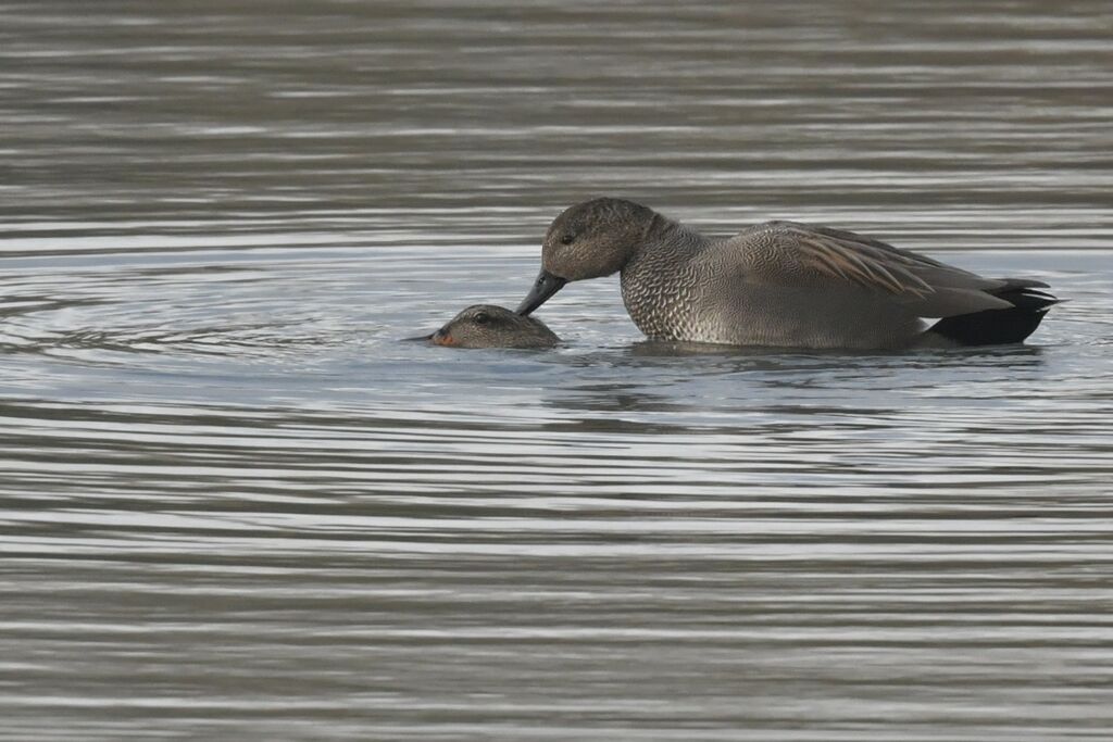 Gadwalladult breeding, mating.