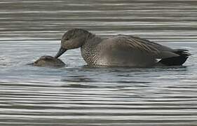 Gadwall