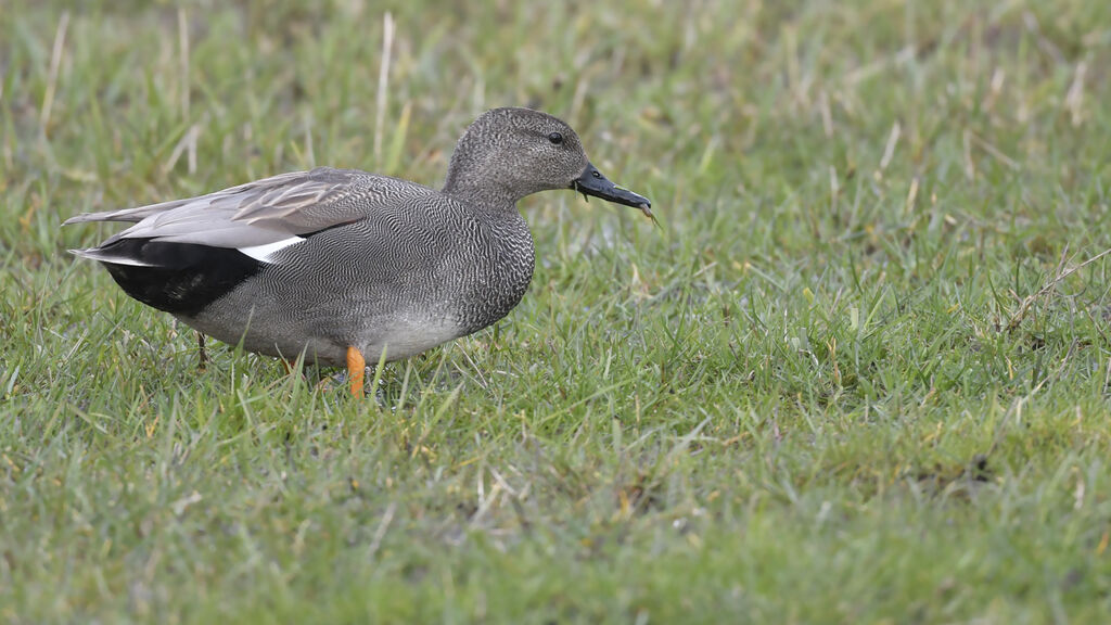 Gadwall male adult breeding, identification