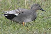 Canard chipeau