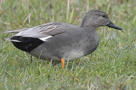 Gadwall