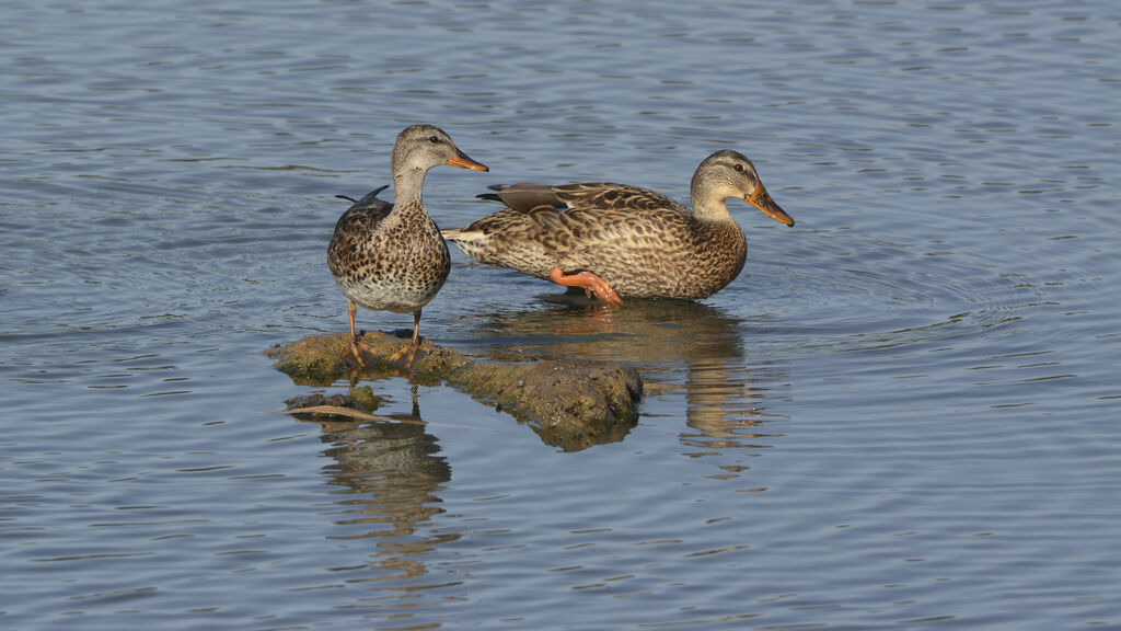 Gadwall female adult, identification