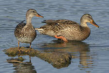 Canard chipeau