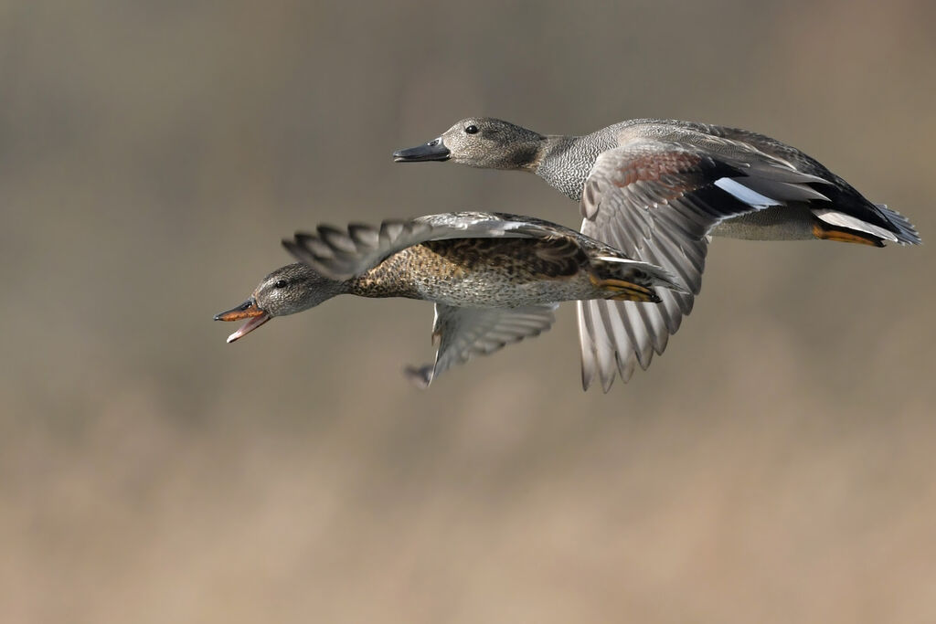 Gadwalladult breeding, Flight