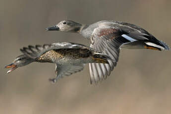 Canard chipeau