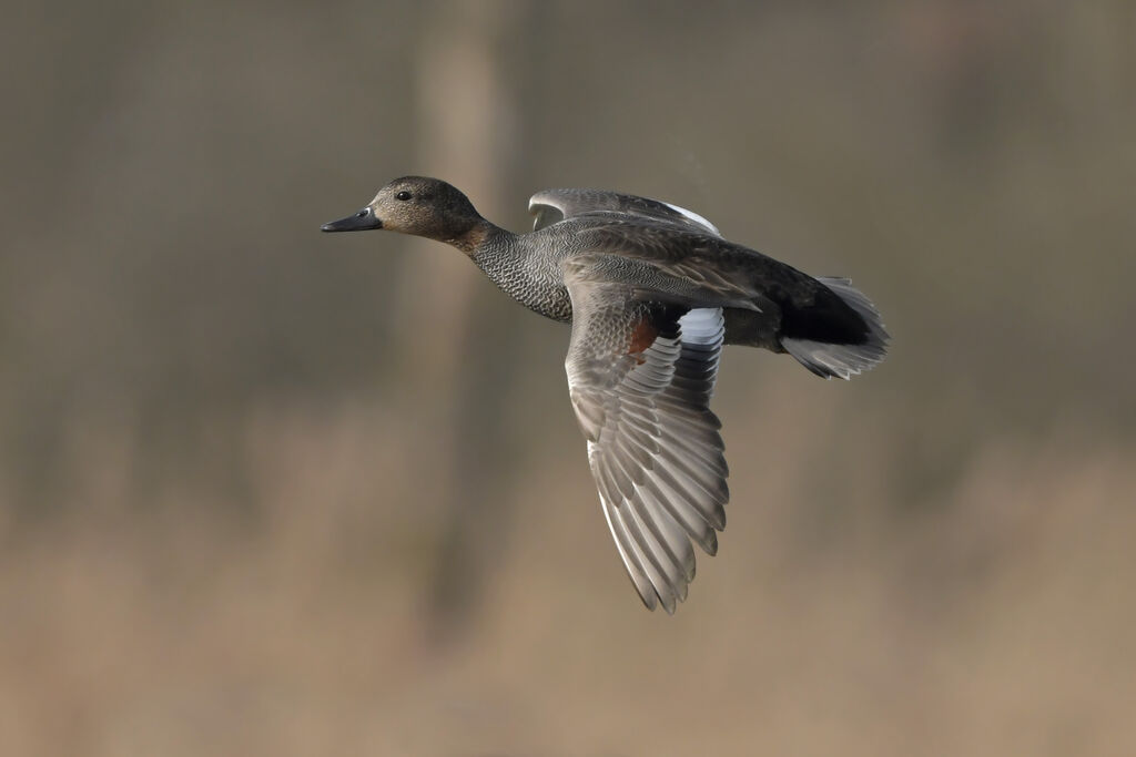 Gadwall male adult breeding, Flight