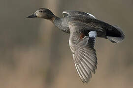 Gadwall